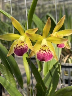 Rlc. Nell Hammer x Bc. Maikai