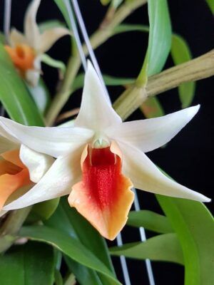 Dendrobium 'Jiaho Delight'