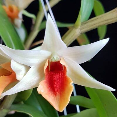 Dendrobium 'Jiaho Delight'