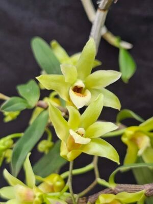 Dendrobium catenatum