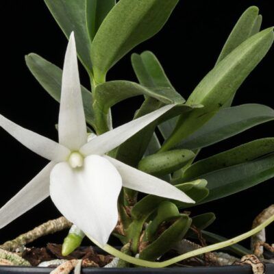 Angraecum didieri