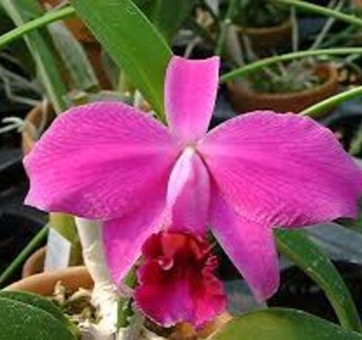 Cattleya praestans 'Kokusai'
