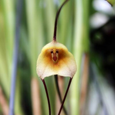 Dracula citrina