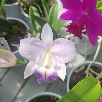 Lc. Mini Blue Star