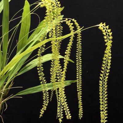 Dendrochilum filiforme