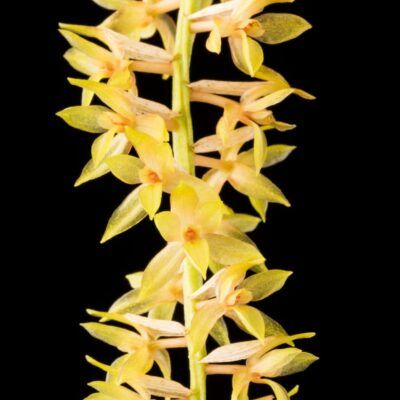Dendrochilum propinquum