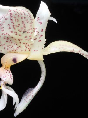 Stanhopea dodsoniana
