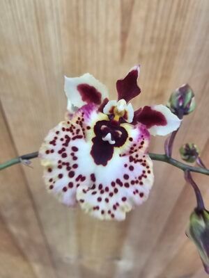 Tolumnia hybrid Mix