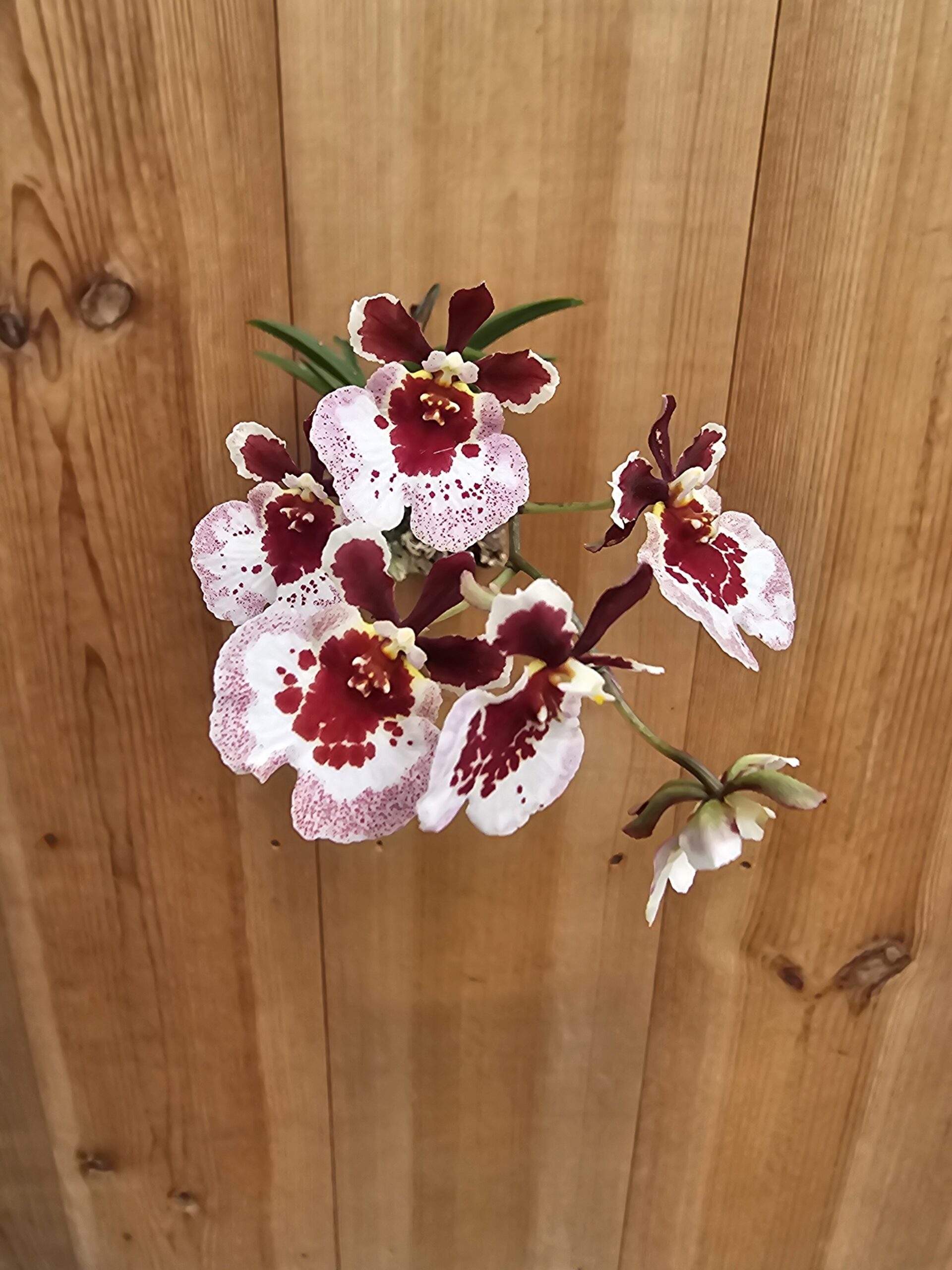 Tolumnia hybrid Mix