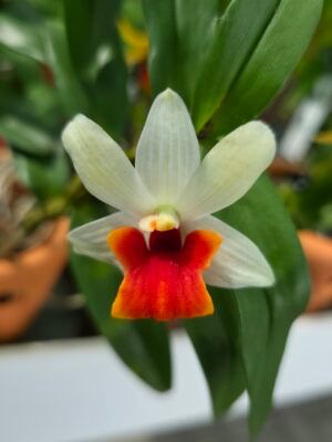 Dendrobium 'Jiaho Candy'