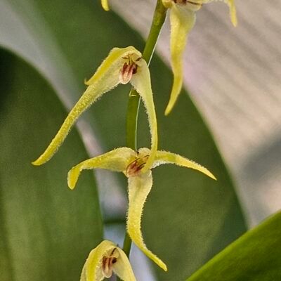 Pleurothallis obovata