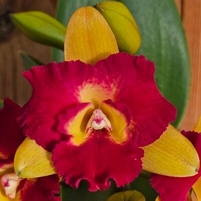 Cattleya Rungnapha Fancy