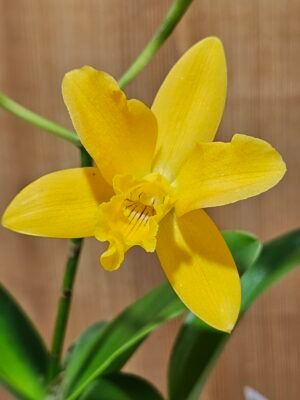 Cattleya Híbrida #1038