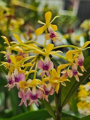 Epi. Anika Hassinger