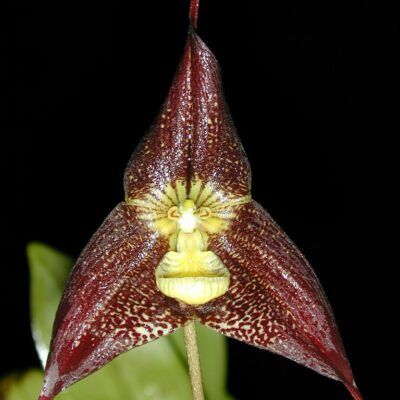 Dracula ubangina