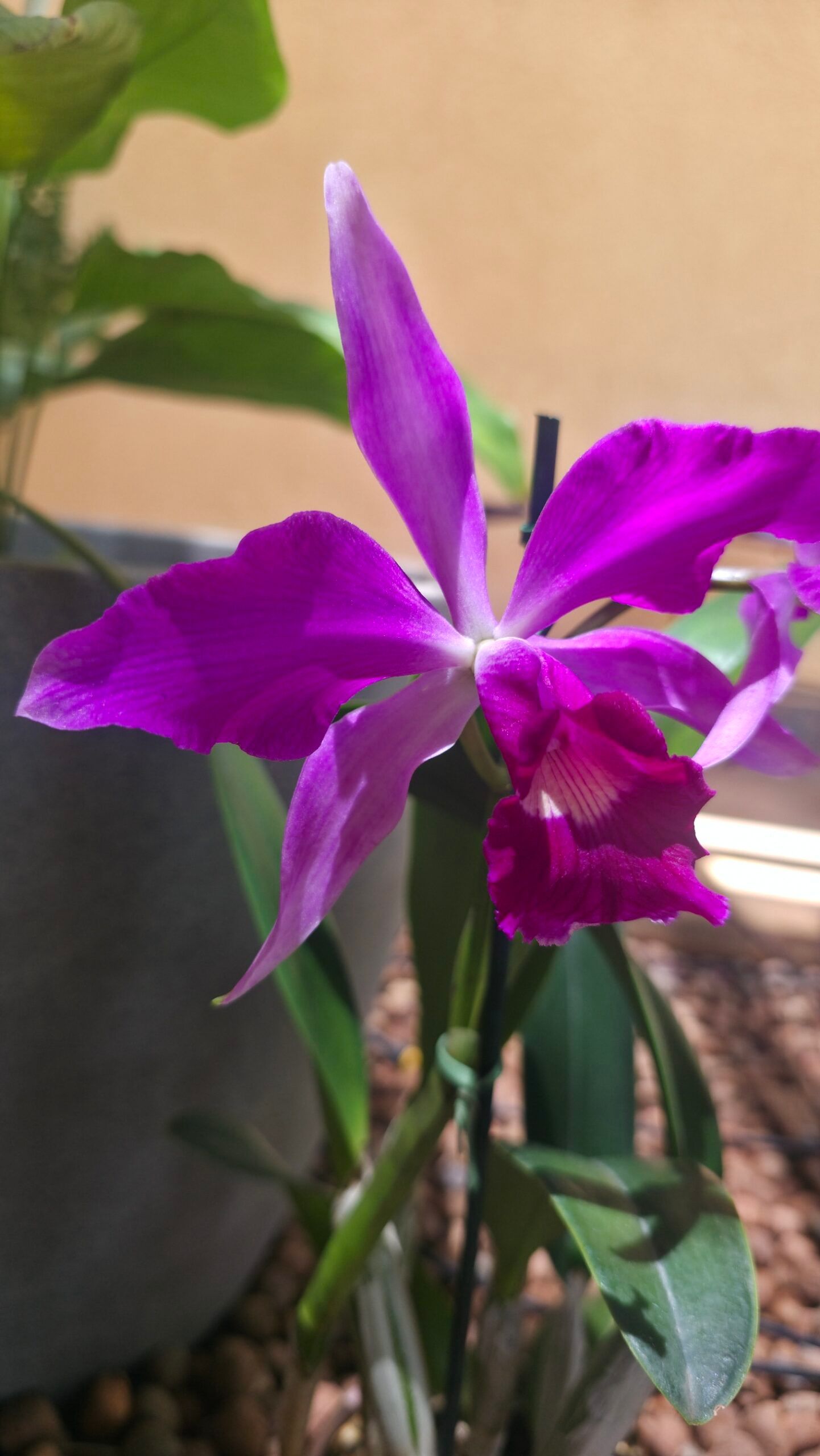 Laelia purpurata x C. violacea