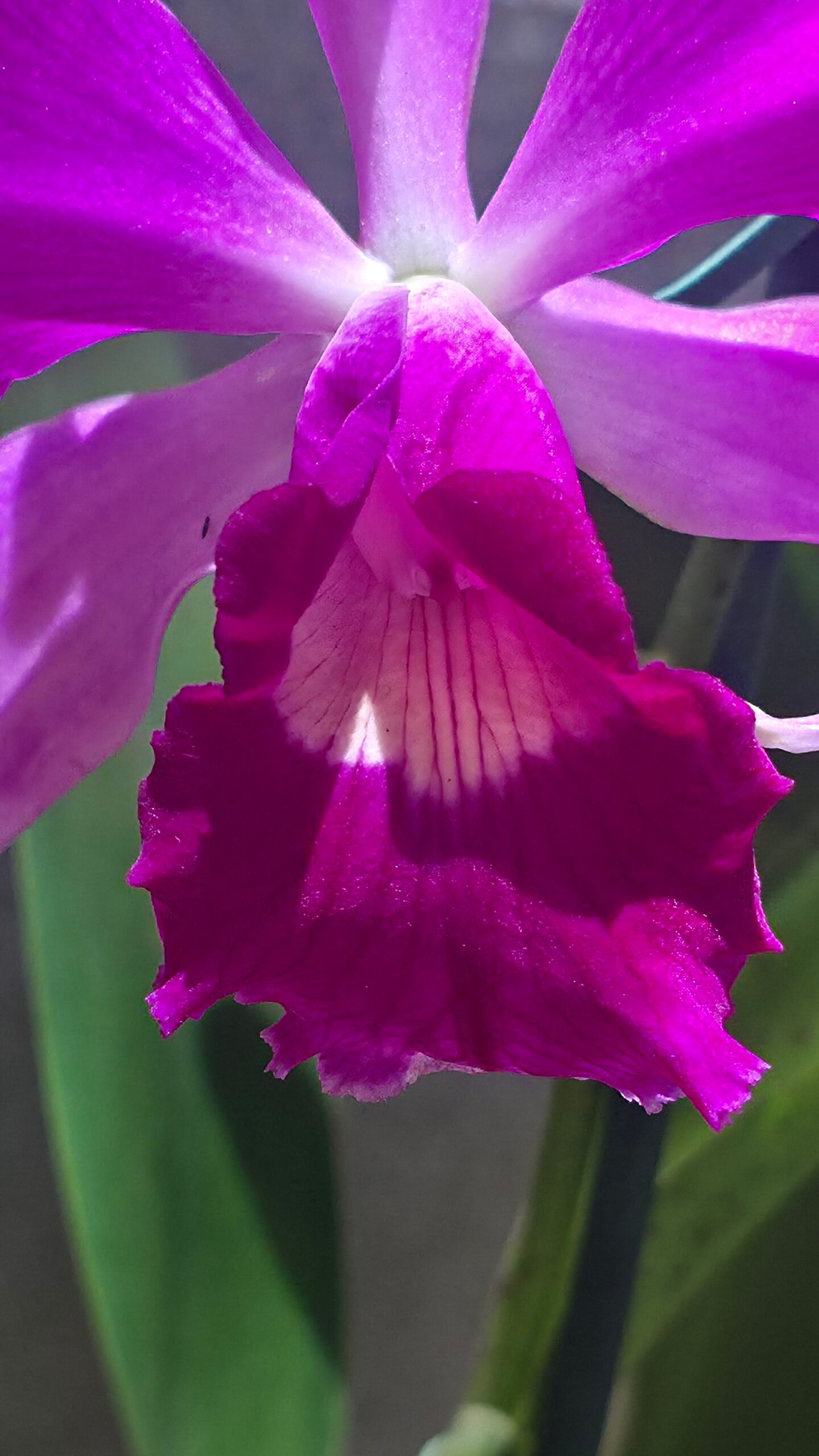 Laelia purpurata x C. violacea1