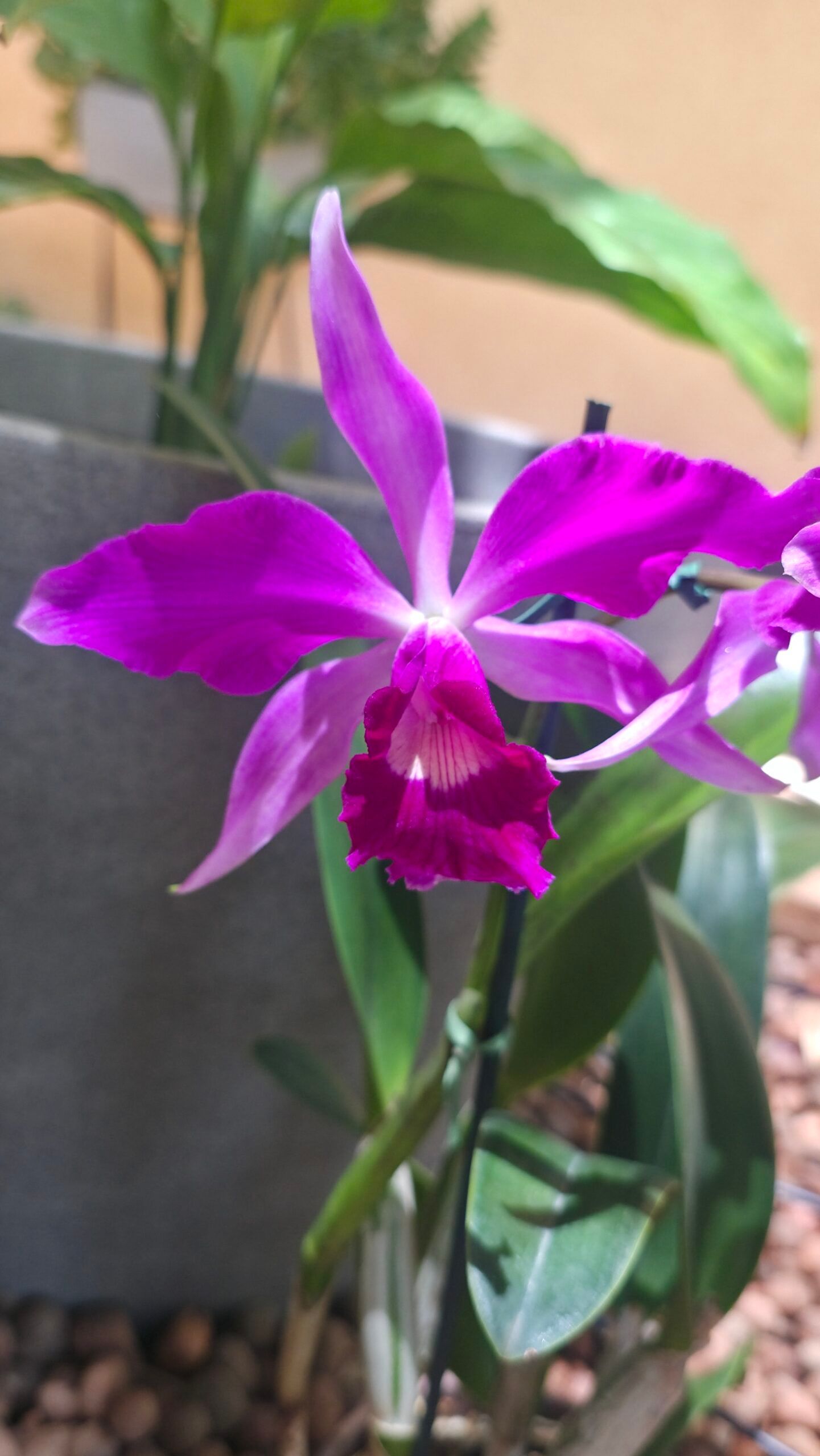 Laelia purpurata x C. violacea2