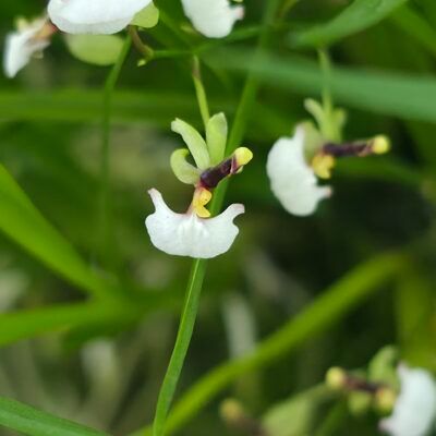 Ornithophora radicans