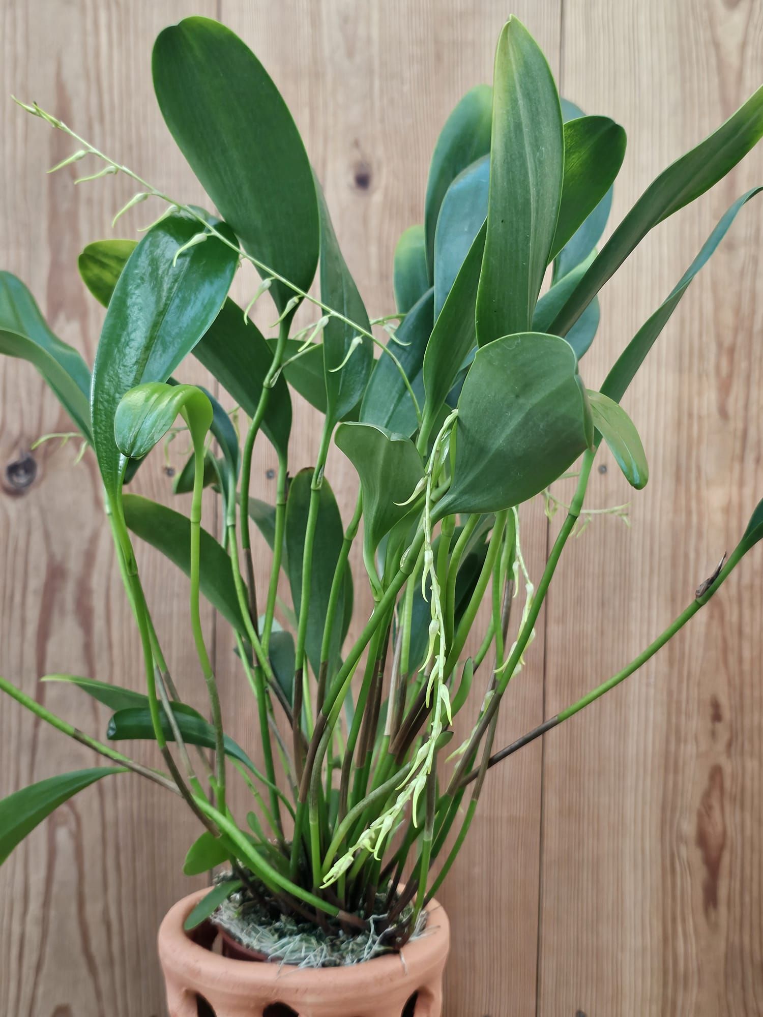 Pleurothallis obovata