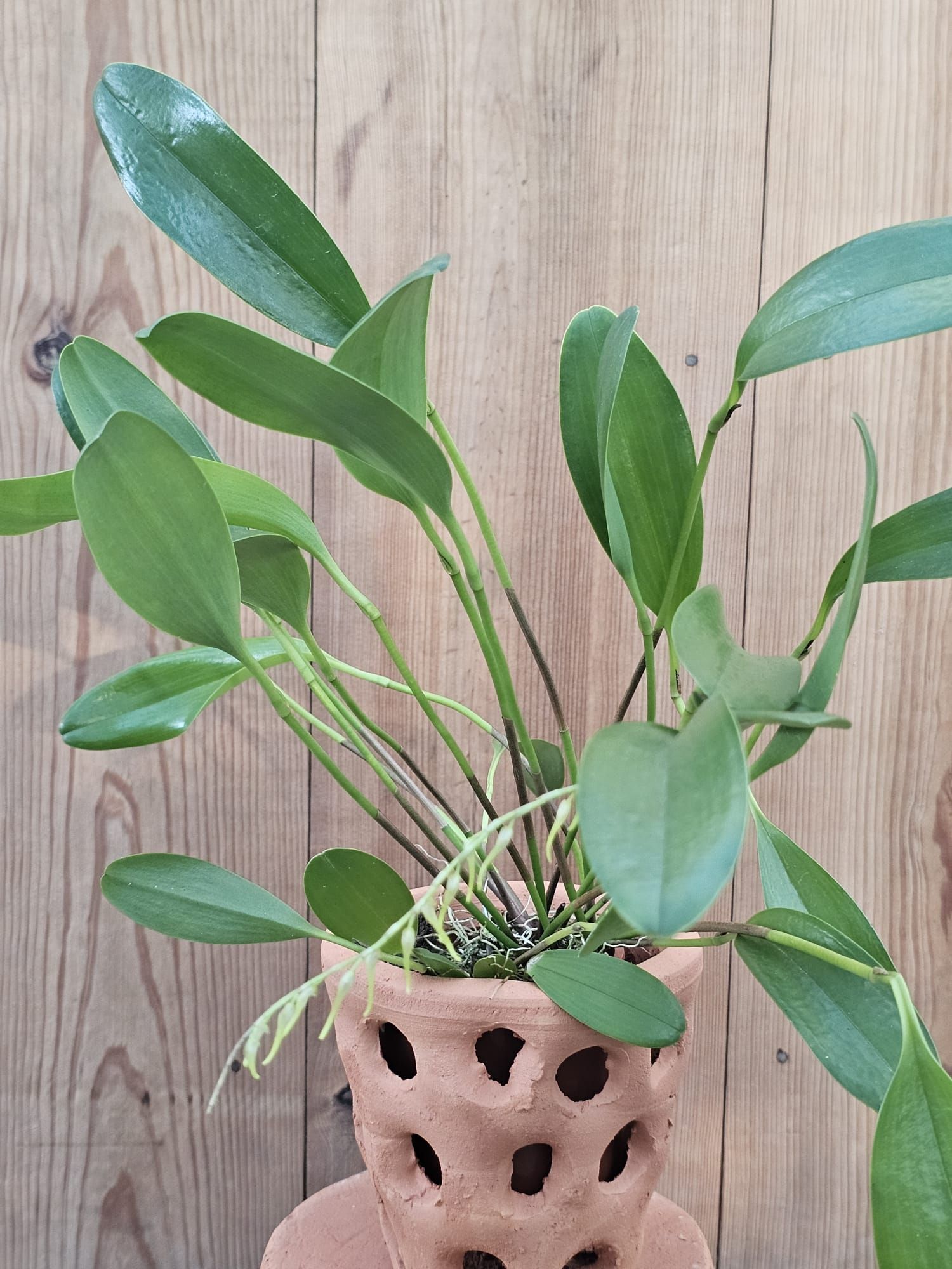 Pleurothallis obovata1