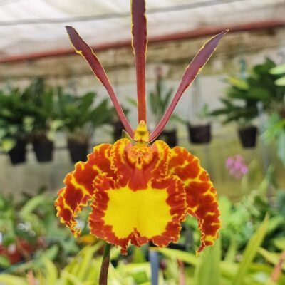 Psychopsis mariposa