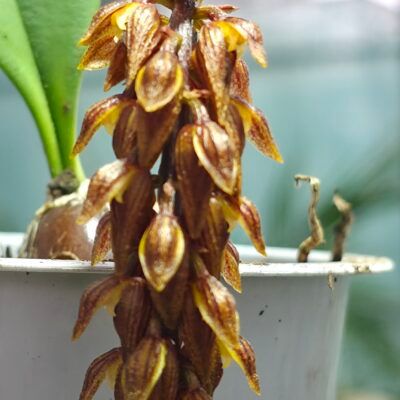 Bulbophyllum careyanum