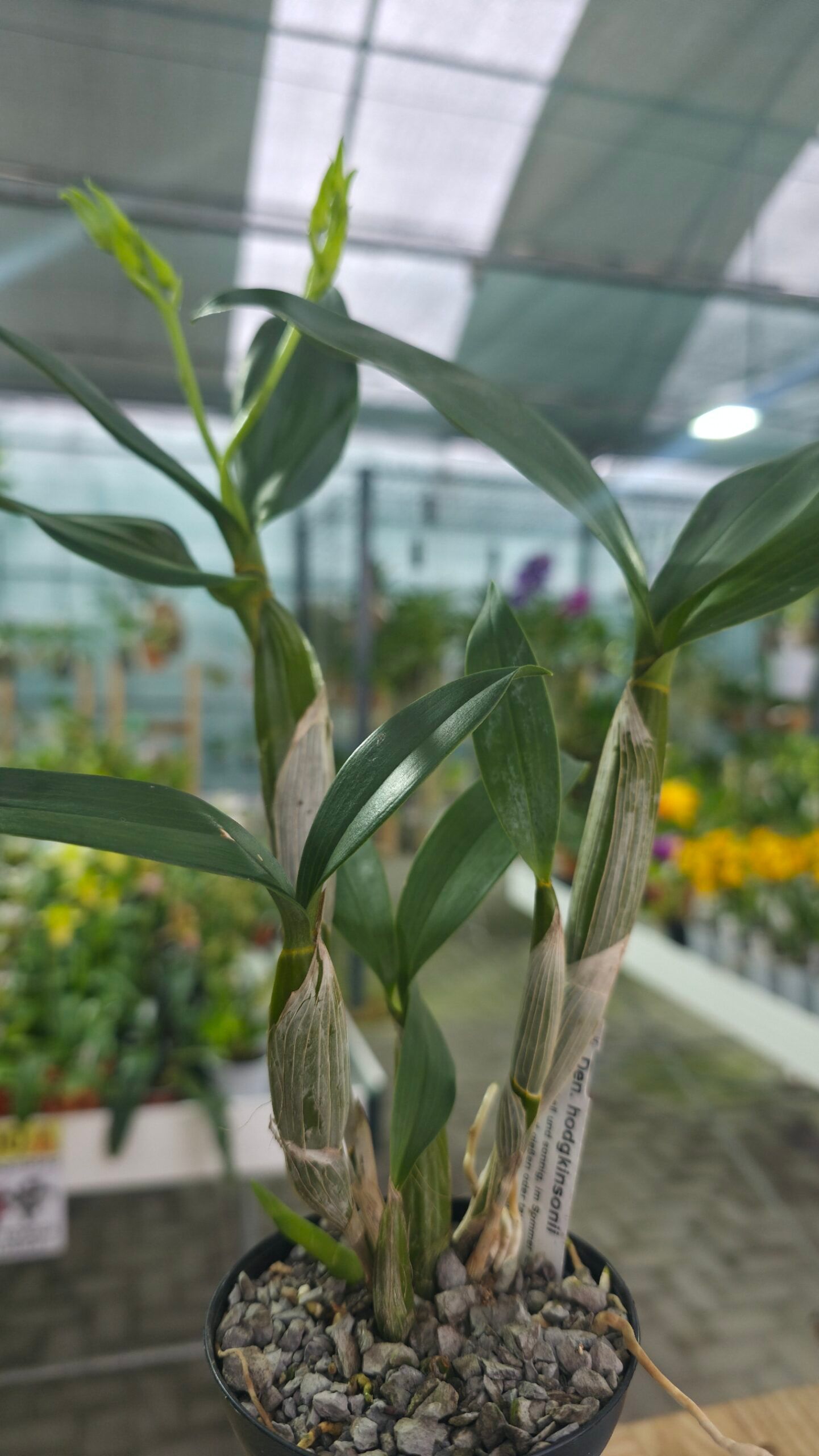 Dendrobium hodgkinsonii 1