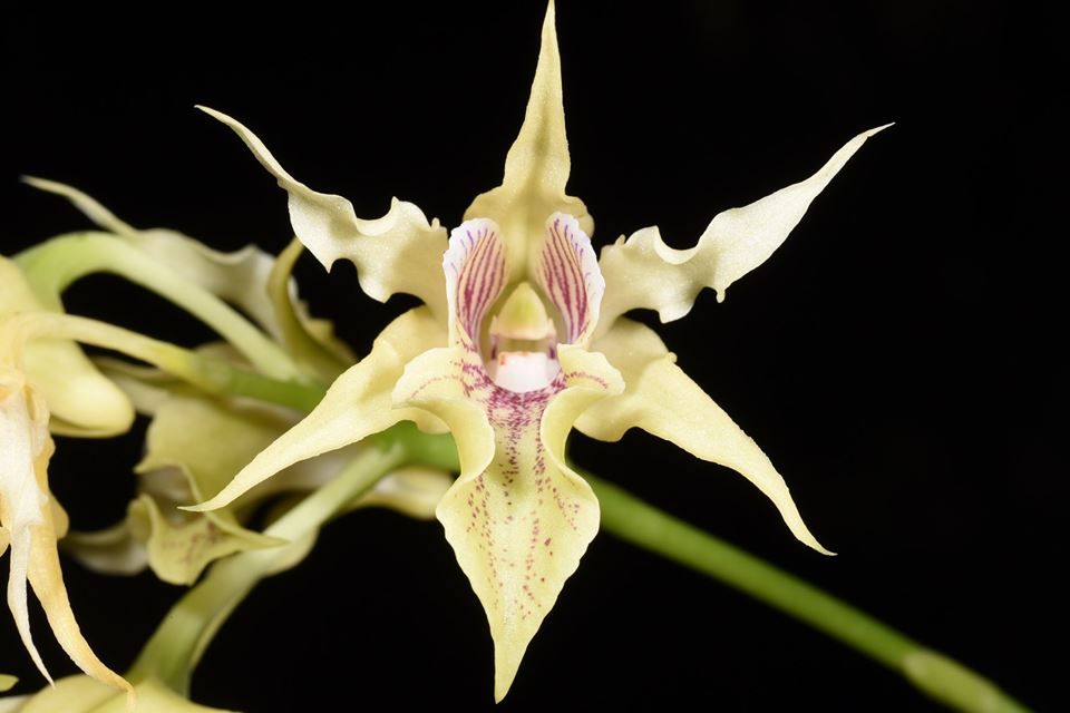 Dendrobium hodgkinsonii