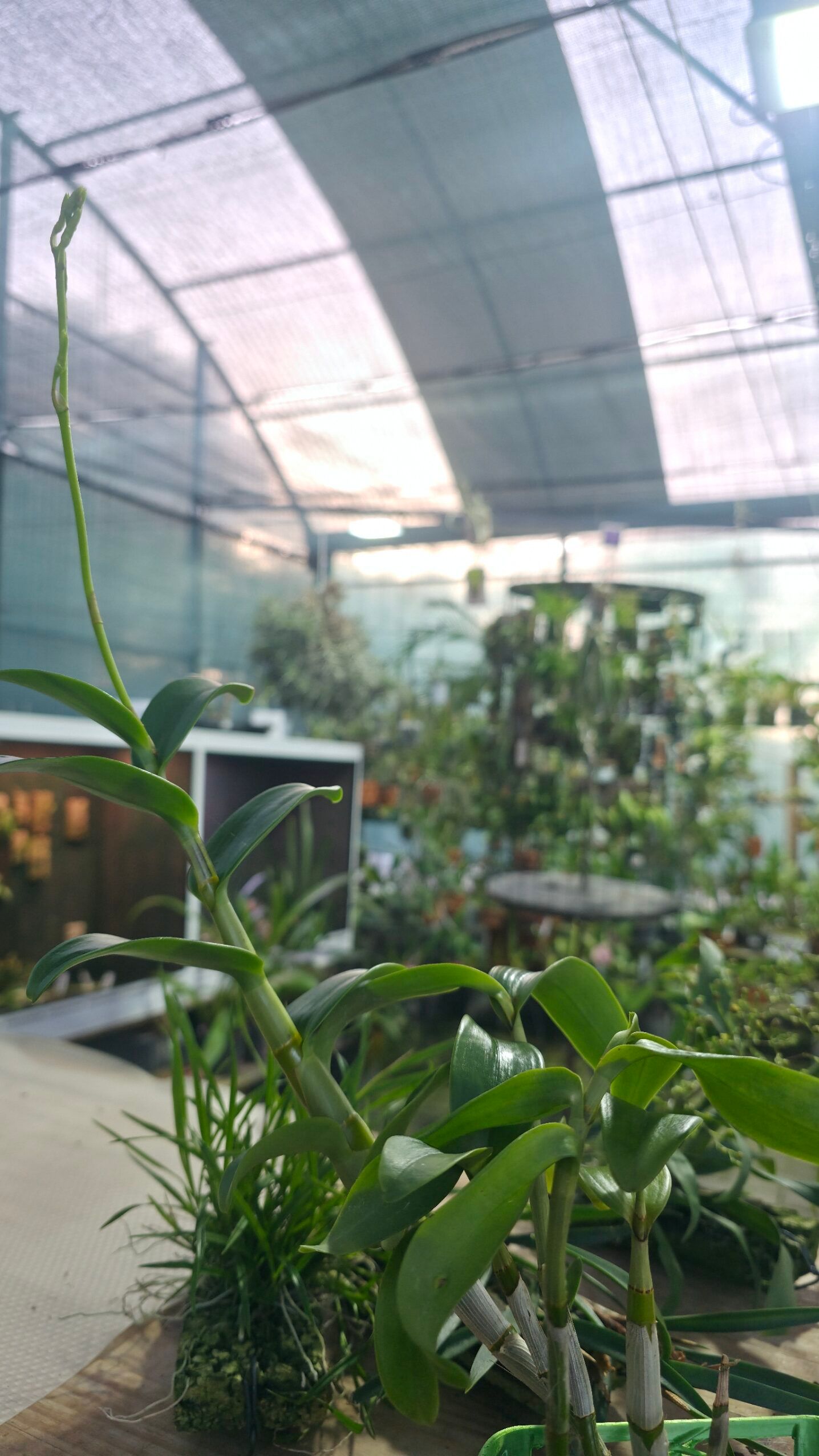 Dendrobium mirbelianum 1