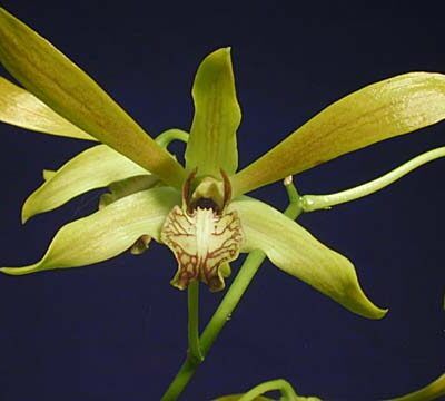 Dendrobium mirbelianum