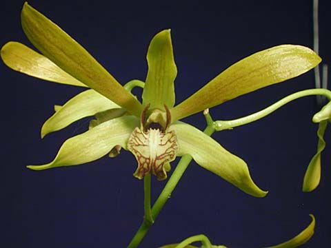 Dendrobium mirbelianum