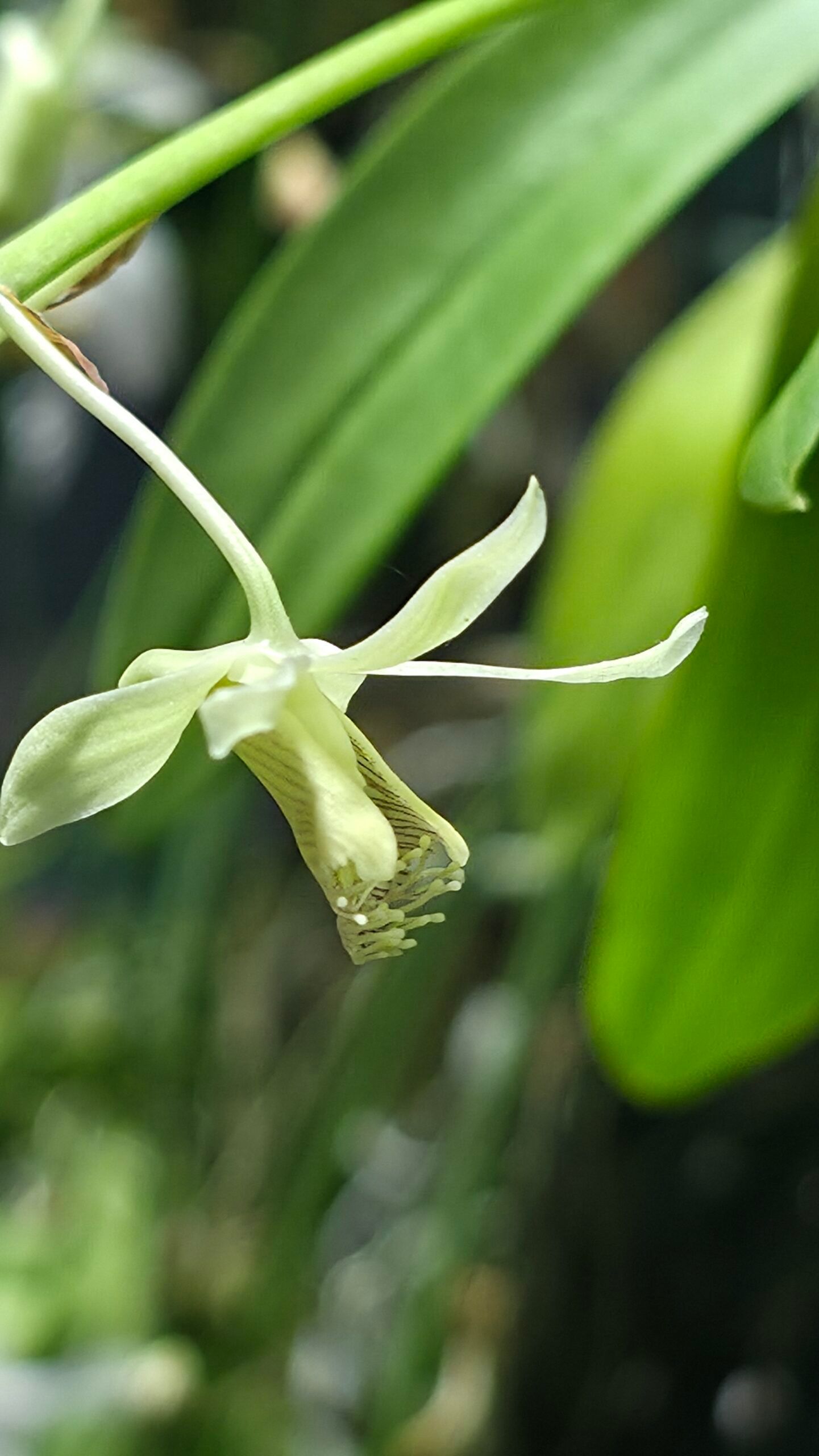 Dendrobium venustum 1