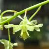 Dendrobium venustum