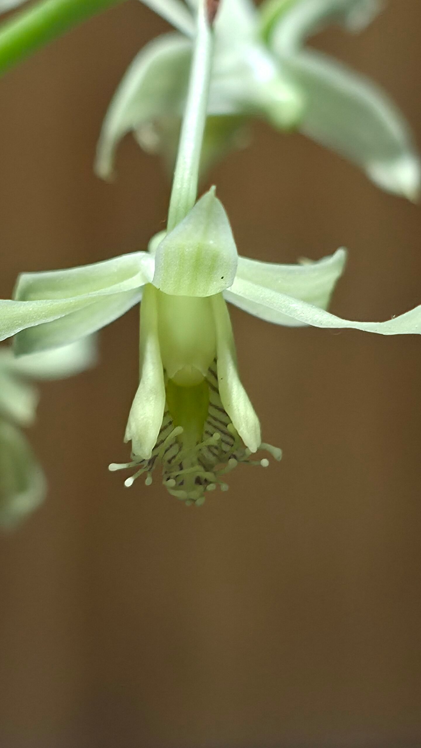 Dendrobium venustum 2