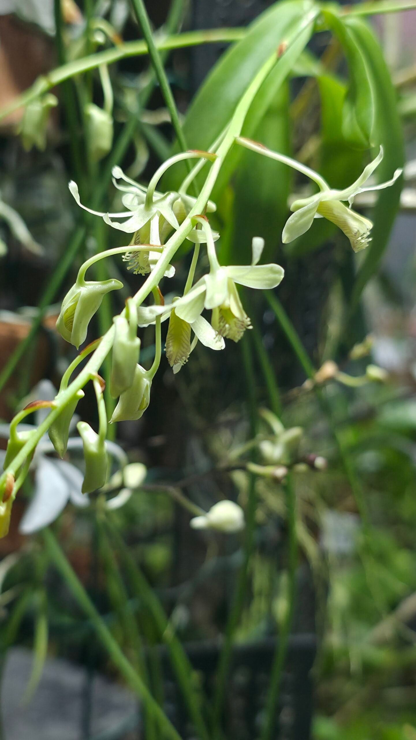 Dendrobium venustum 3
