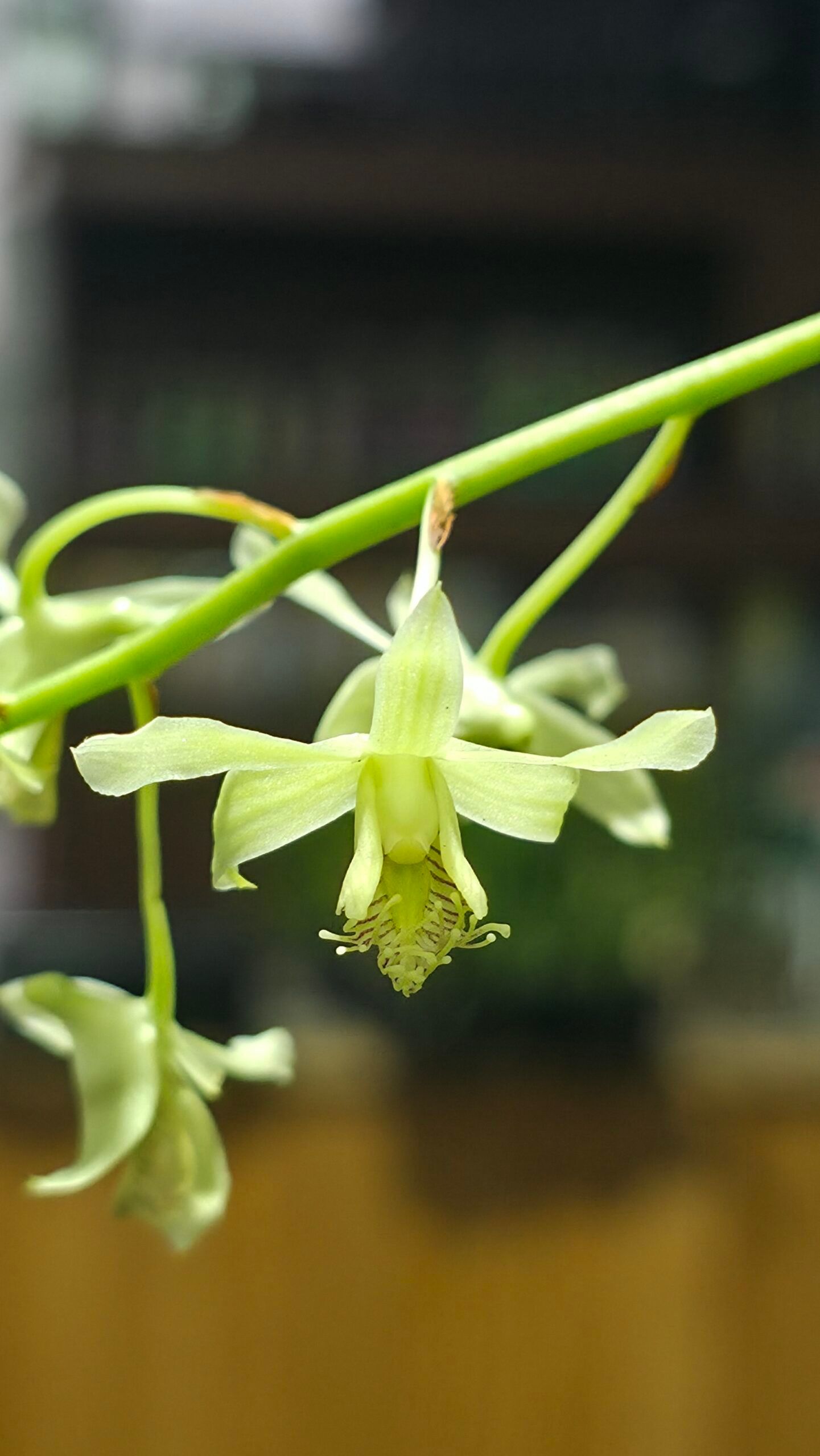 Dendrobium venustum