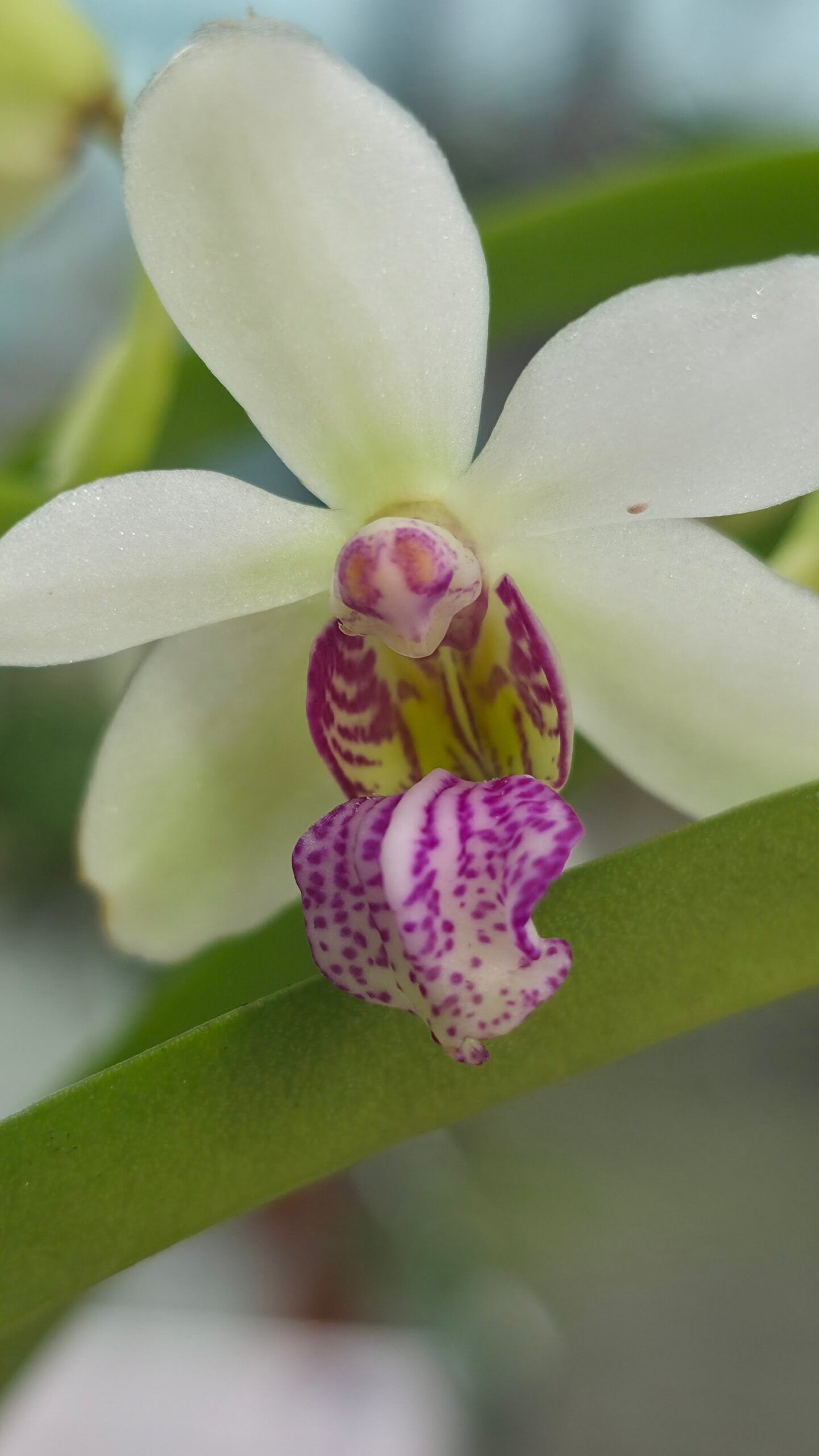 Hlst. x Sed. (Holcosedirea) 1