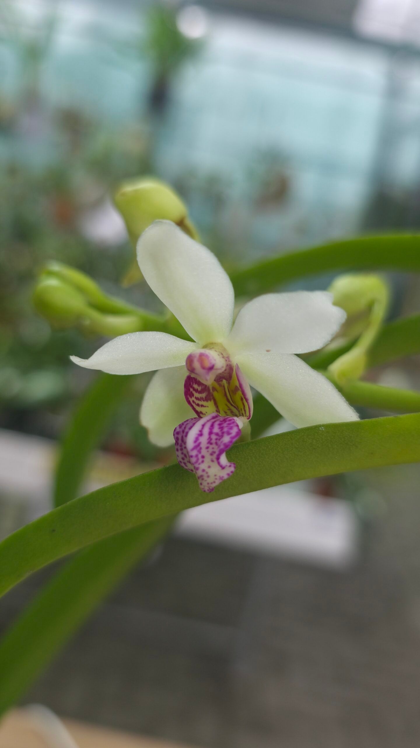 Hlst. x Sed. (Holcosedirea) 2