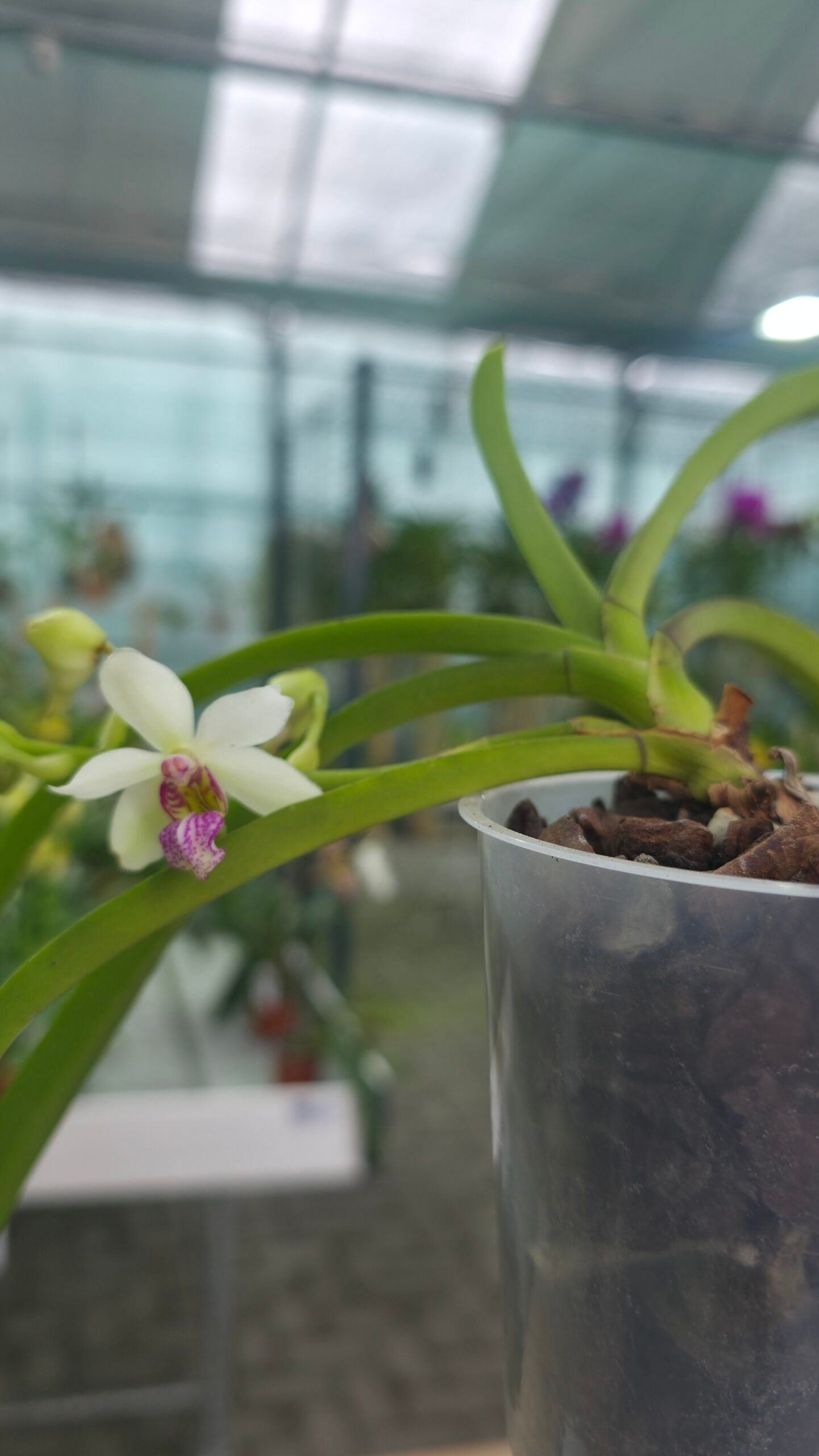 Hlst. x Sed. (Holcosedirea) 3