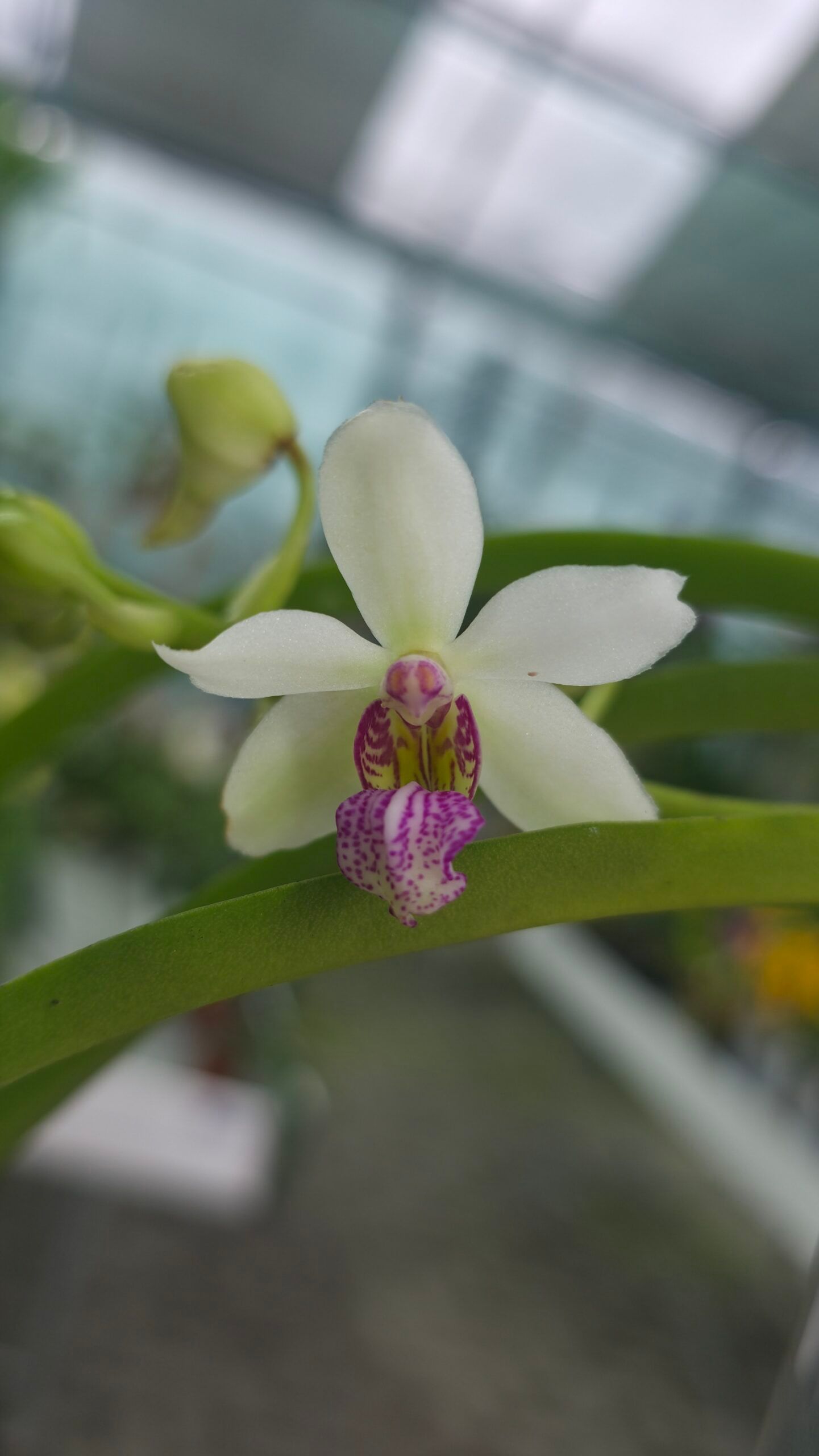 Hlst. x Sed. (Holcosedirea)