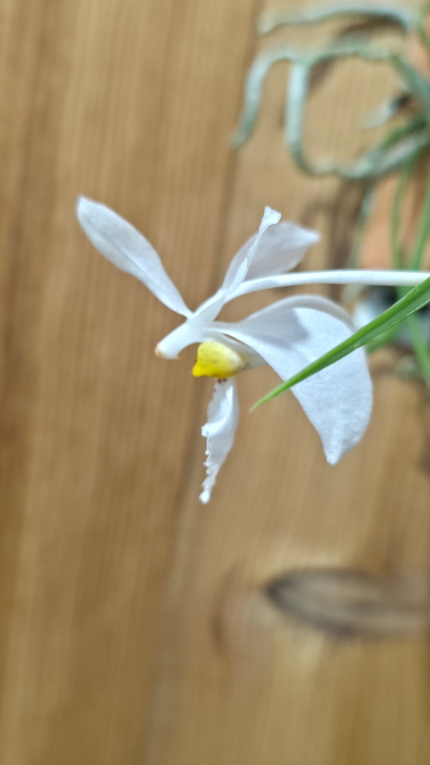 (Hol.) watsonii x wangii 1