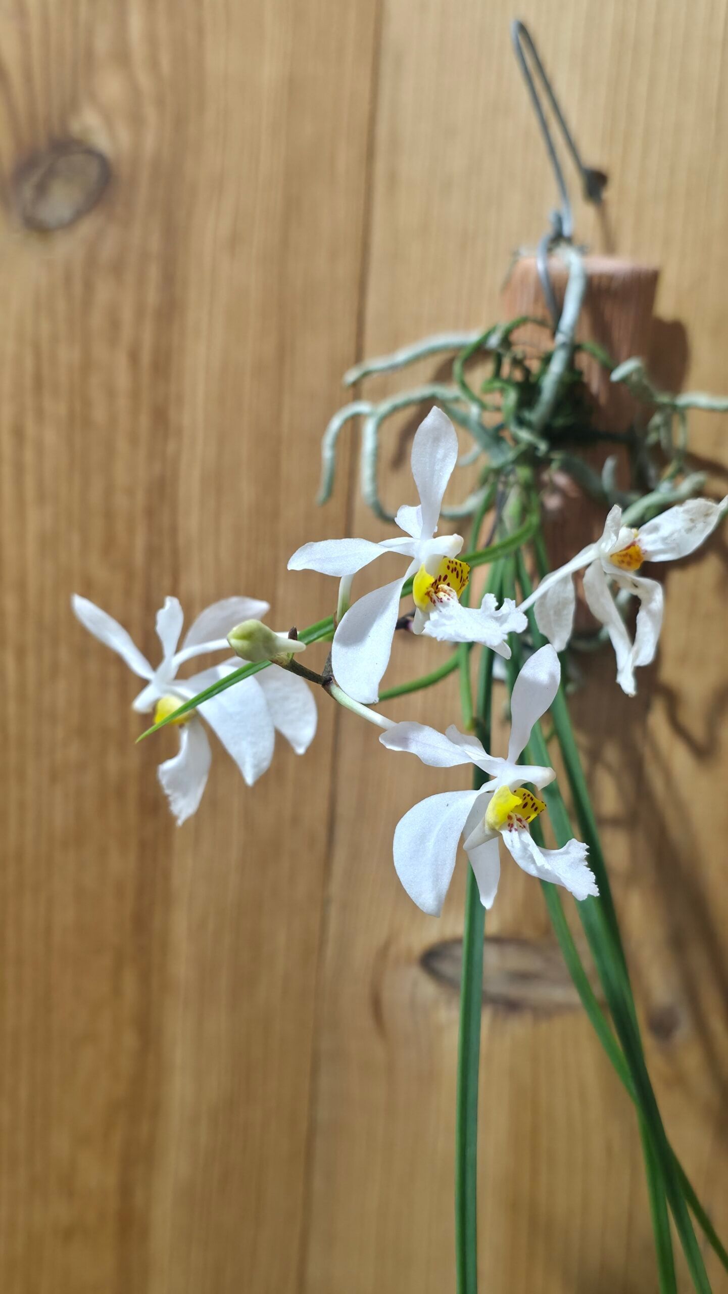 (Hol.) watsonii x wangii 2