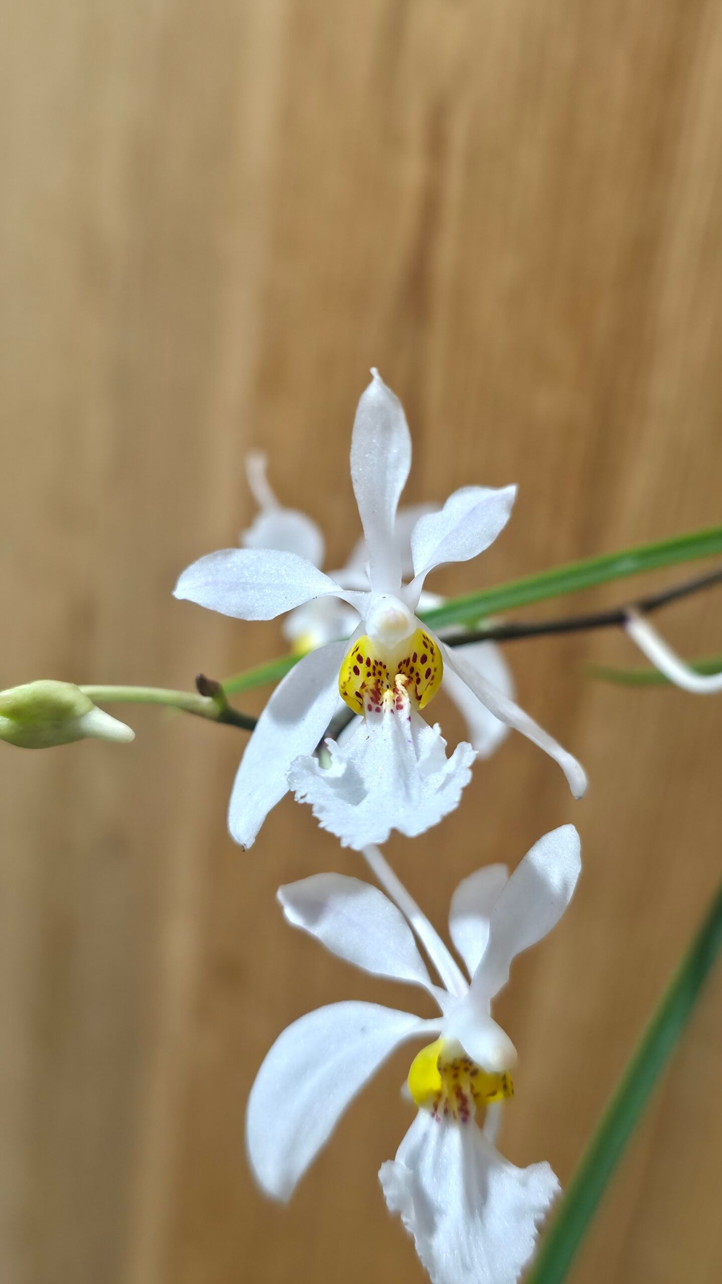 (Hol.) watsonii x wangii 3