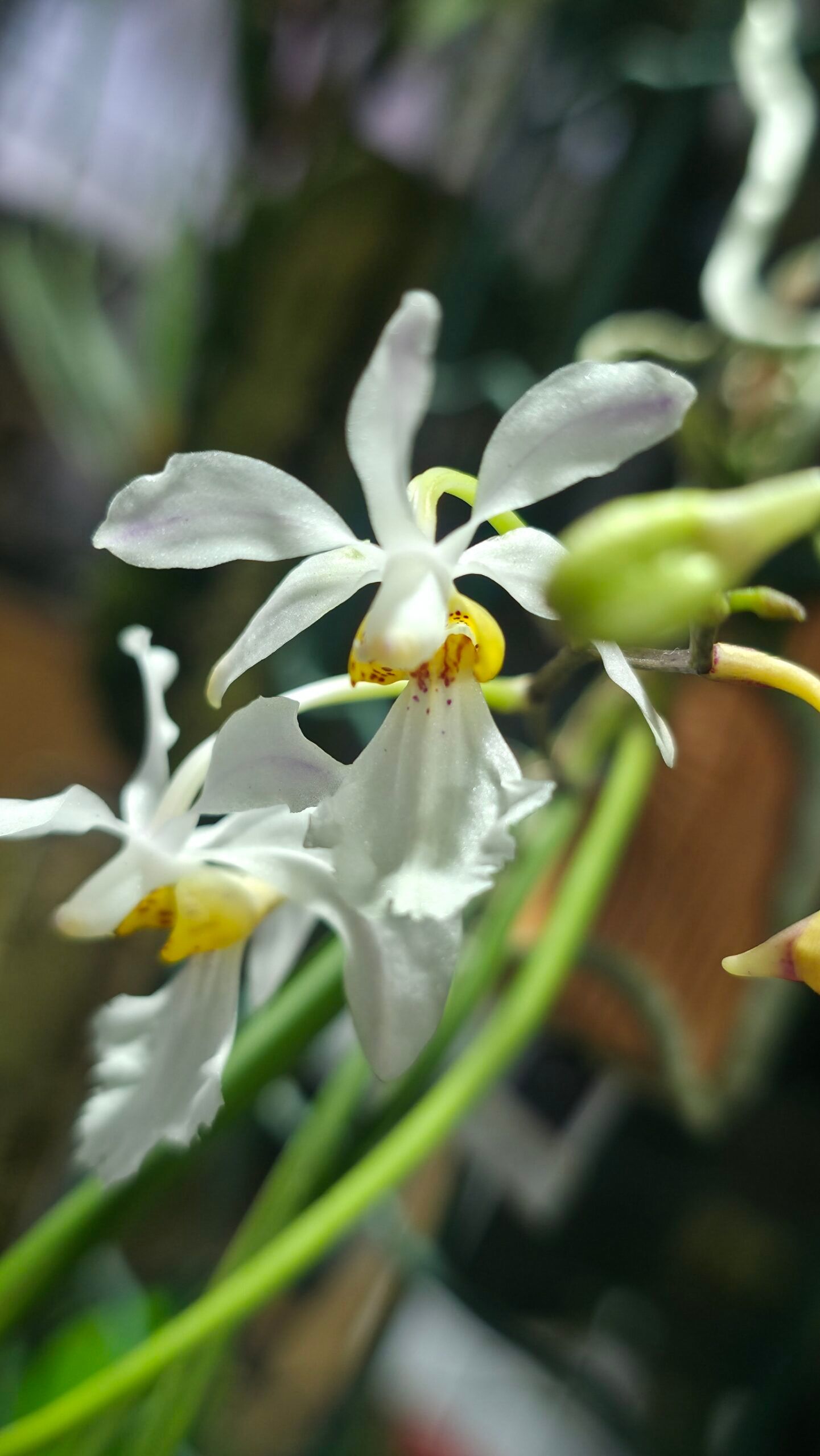 (Hol.) watsonii x wangii