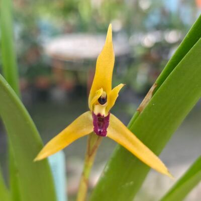 Maxillaria nasuta