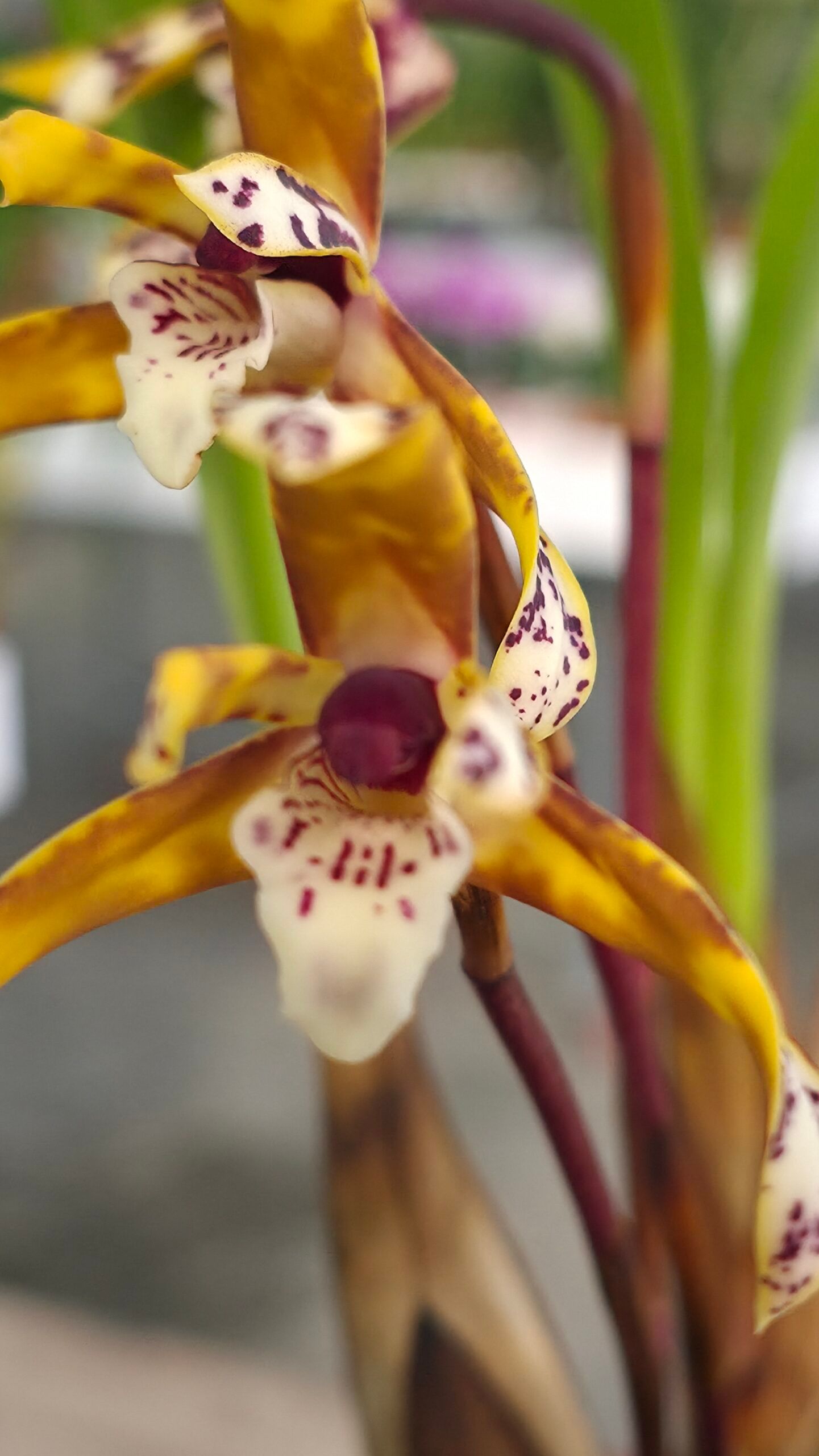 Maxillaria ubatubana 2