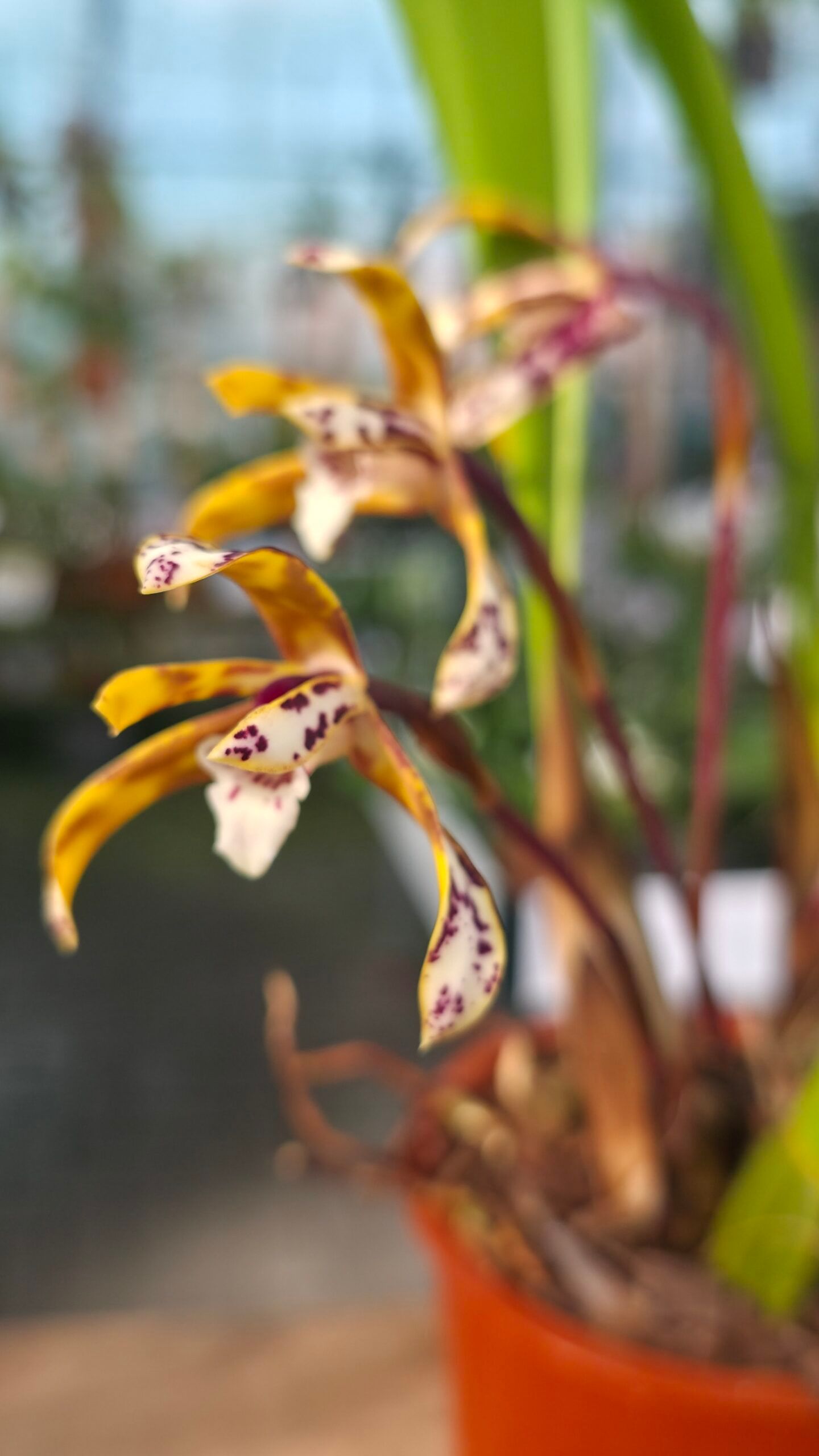 Maxillaria ubatubana 4