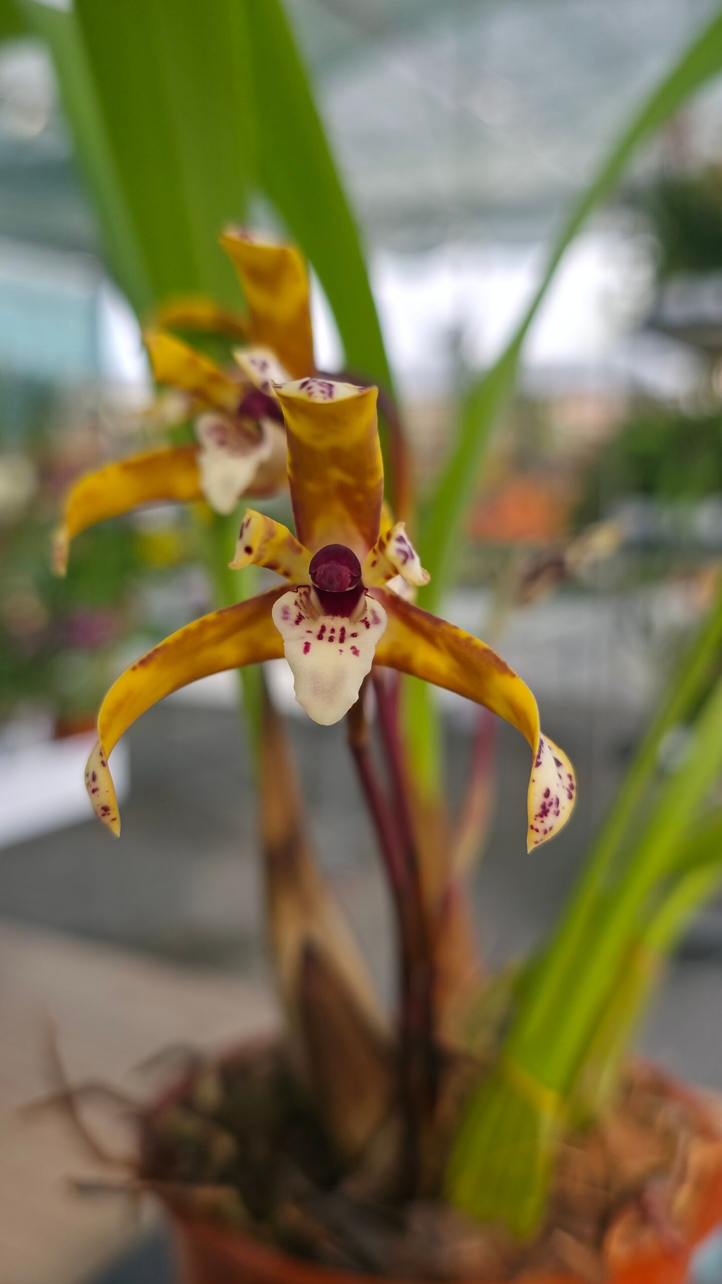 Maxillaria ubatubana