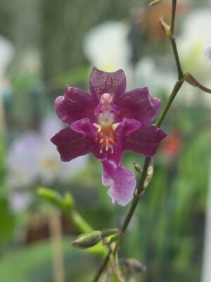 Oncidium Jairak Fragrance Bordeaux